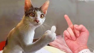 Funniest Cat Videos That Will Make You Laugh #27  | Funny Cats