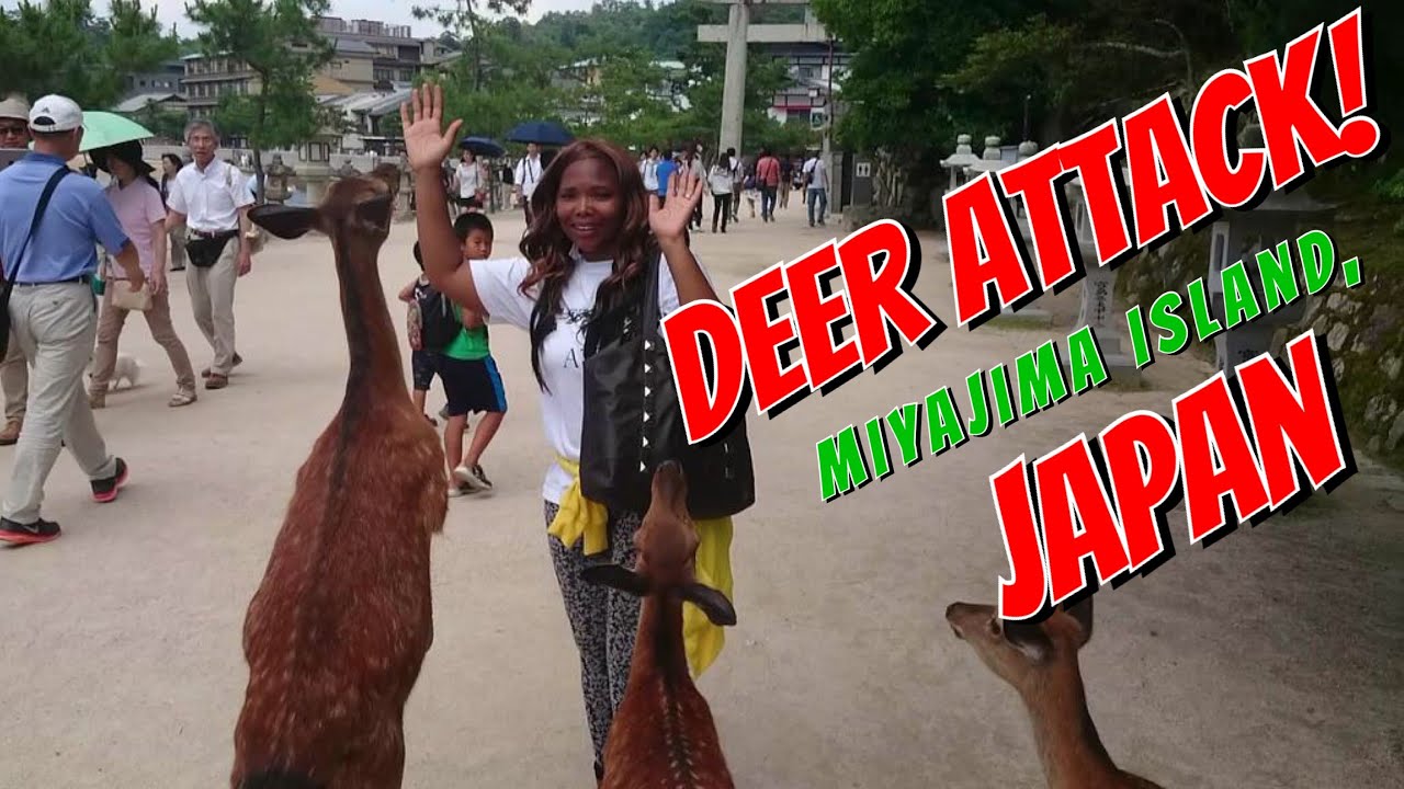 Deer attack at Miyajima, Japan | TheRainQueen.com