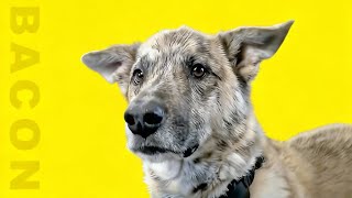 Ultimate Dog Tease