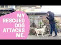 保護犬に突然襲われ噛まれる。完全住み分け。メールセッションbefore/after。