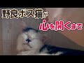 野良ネコのボスが家猫になるまで