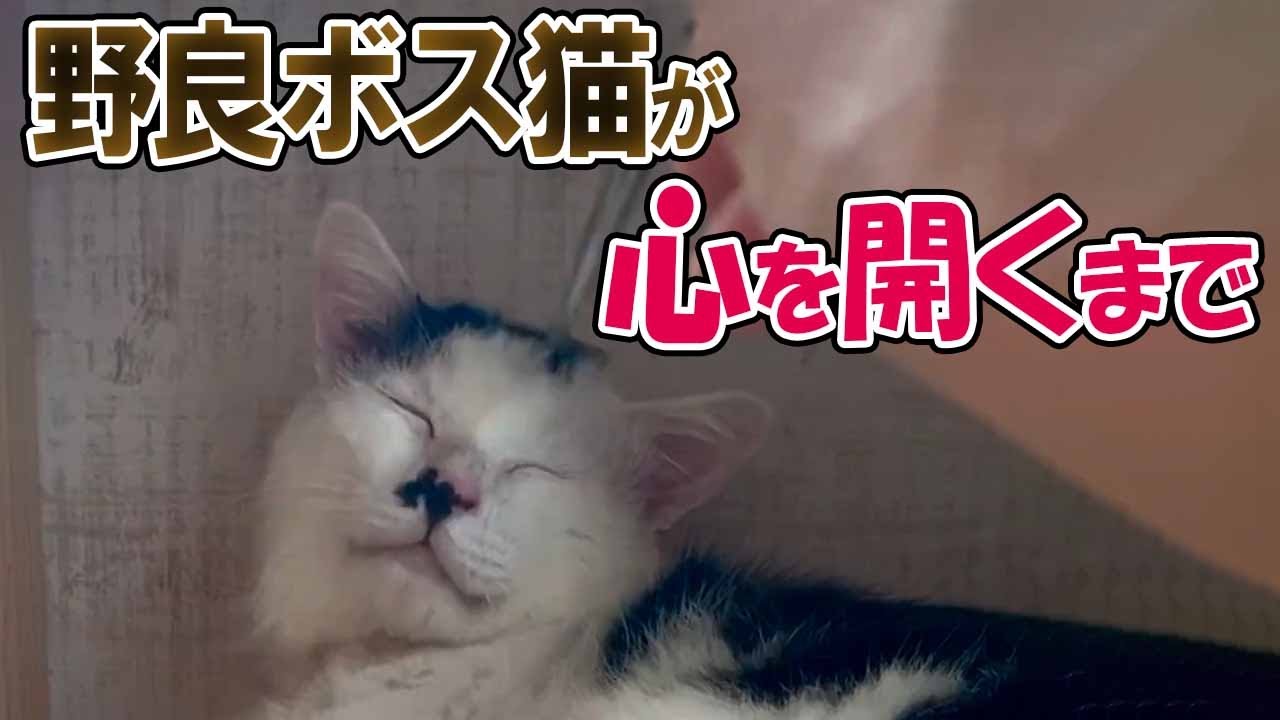野良ネコのボスが家猫になるまで
