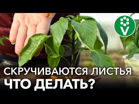 Скручиваются листья у перцев? Помогите им быстро и эффективно!