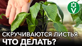 СКРУЧИВАЮТСЯ ЛИСТЬЯ У ПЕРЦЕВ? Помогите им быстро и эффективно!