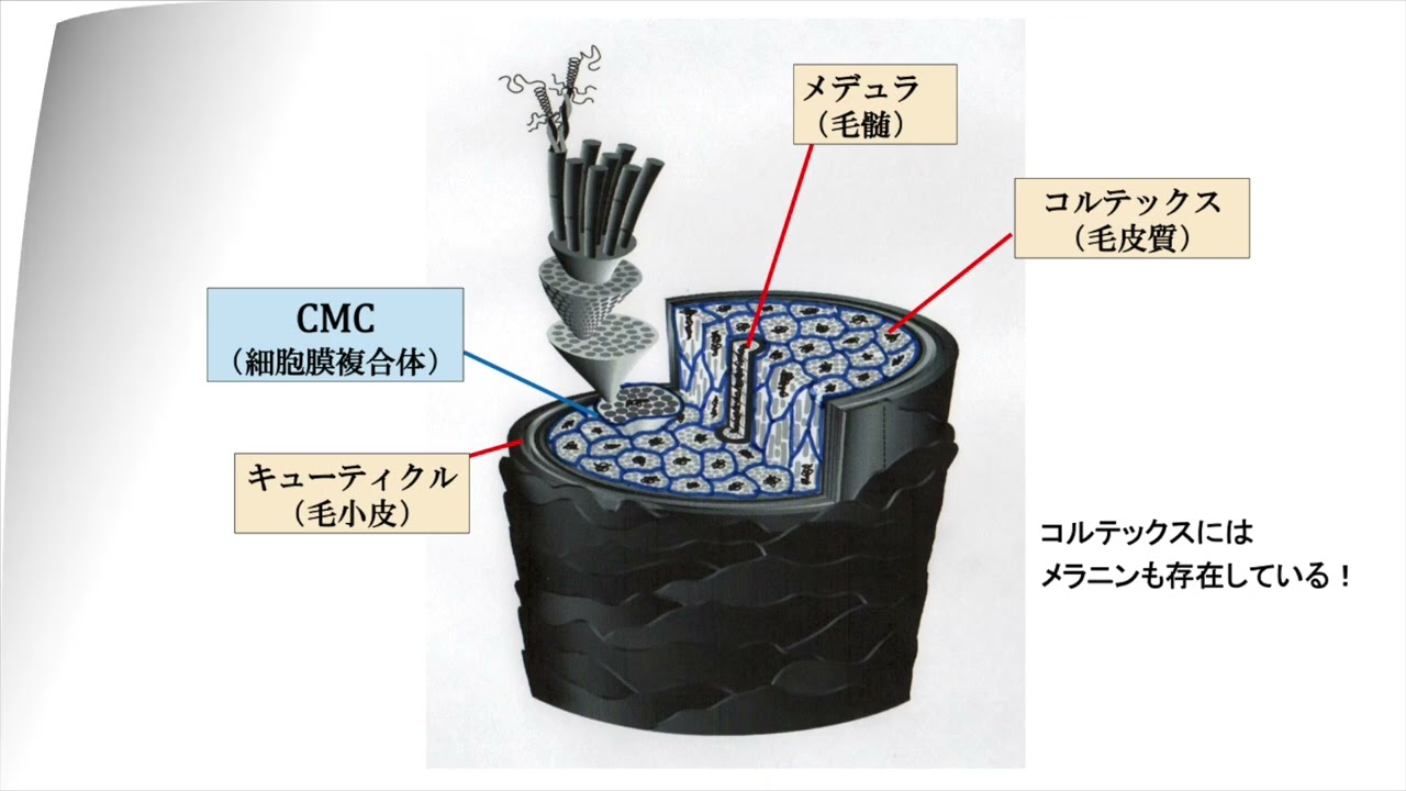サロン技術者向けケミカル講座≪第1回≫毛髪の基本構造 - YouTube