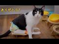 後ろ足が不自由な猫の日常を、スケボーがものすごく助けてくれた！🛹🐱