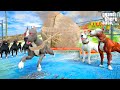 TERMİNATÖR EĞİTİMİYLE KÖPEKLERE HAVA ATIYOR! - GTA 5 PİTBULL'UN HAYATI