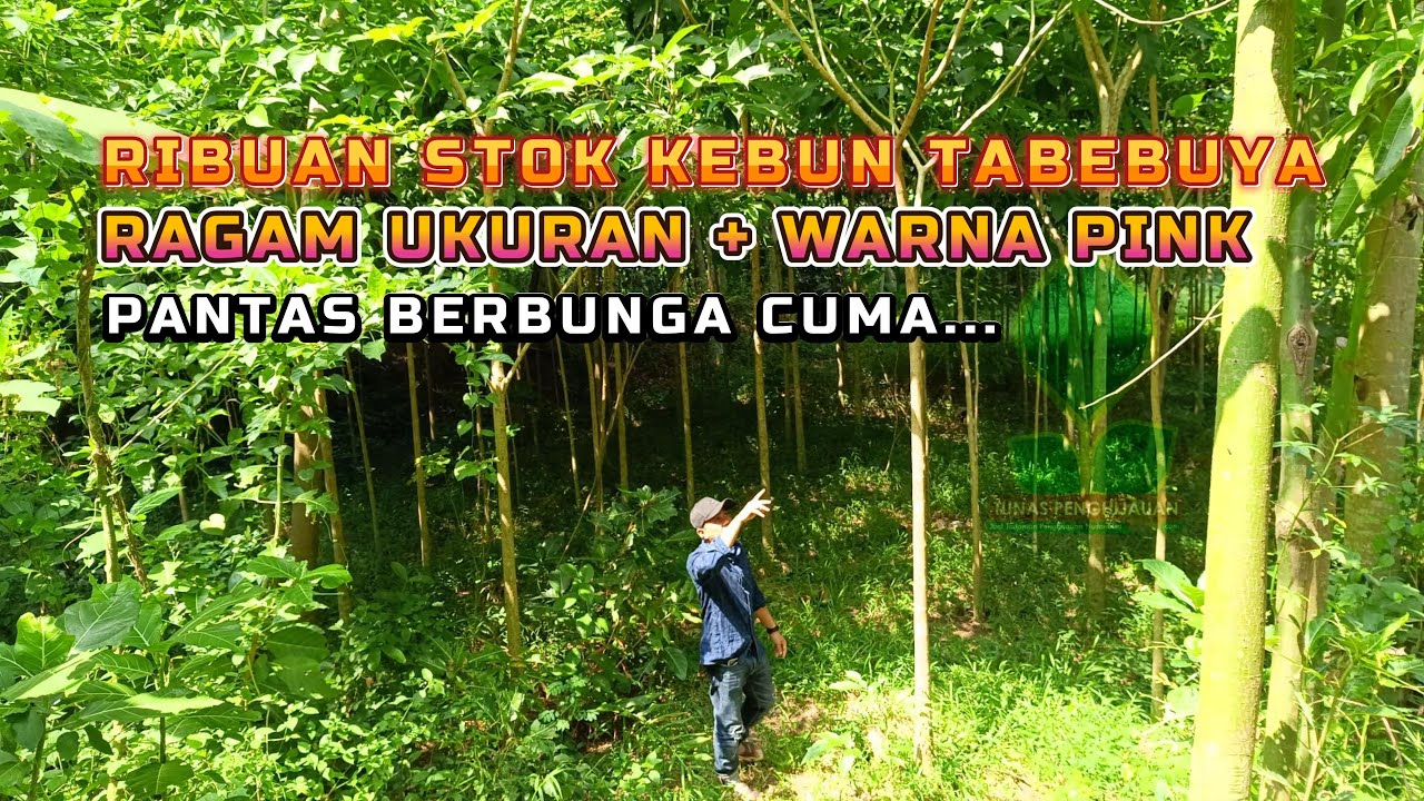 Jual Pohon Tabebuya Rosea PINK dengan Tinggi 3-4 Meter Full STOK