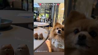 떡국누나 도자기요정 ❣️🐶❣️#떡국누나팬클럽입니당 #귀여움으로우주정복