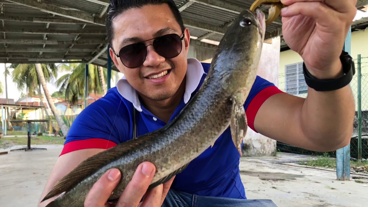 Vlog#5 Haruan makan dedak!!! Ngail Patin Pacu kolam