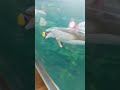 Japan Osaka aquarium #sea animals#ocean#cool#pt 2 coming soon#fyp