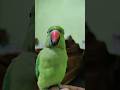 papa😍#nonstoptalkingparrot #parrot #trendingshorts #mithukibatain #mithu #talkingparrot #hype #fyp