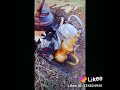 بچانکم خالی یحباب گلبی
