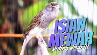 MATERI MEWAH PALING DICARI - MASTERAN KENARI ISIAN BLACKTHROAT GACOR AMPUH MUDA DITIRU