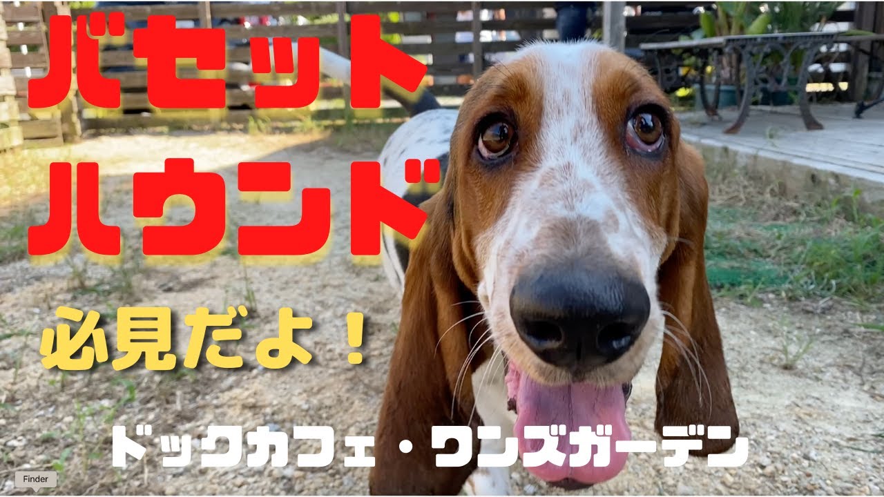 バセットハウンドってみたことある？（8月28日、29日お客様ご紹介）