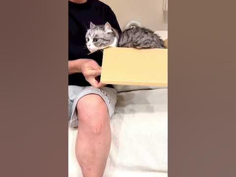 Komaru cat in box 📦 #komaru комару кошка - YouTube