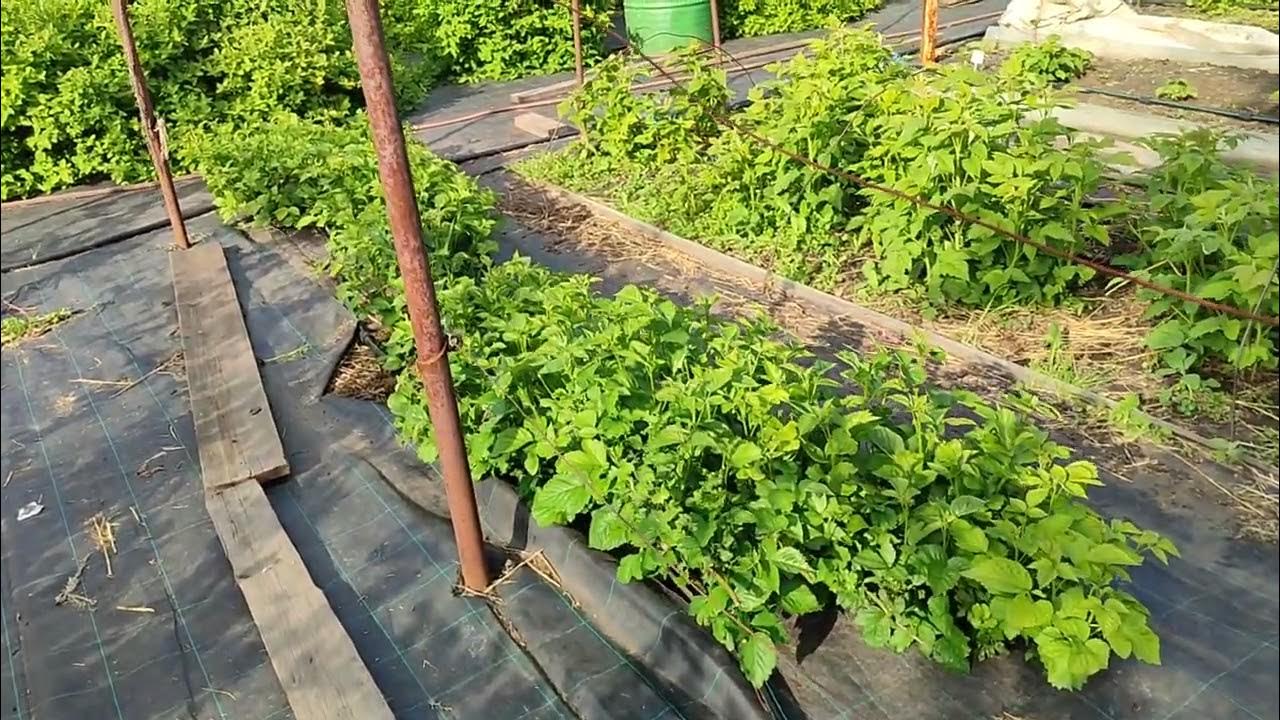 Поднимаем ежевику на шпалеры! Устройство шпалер. 01.06.2024, Омск ...