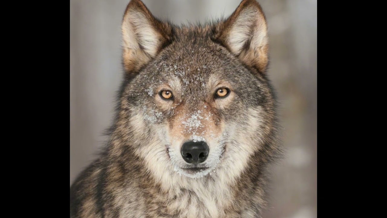 WOLF OF WALL STREET. 2 MINUTE VIDEOS. STOCK NEWS. ONDAS. MICROSOFT. 