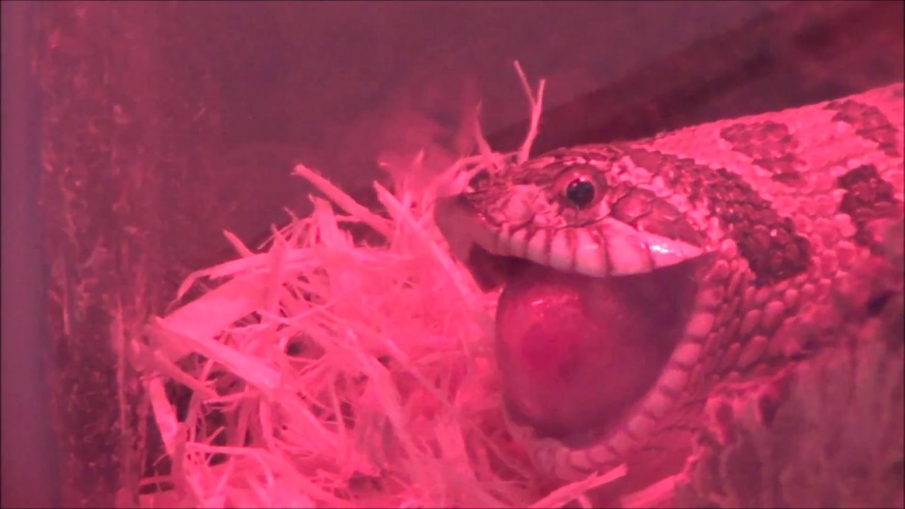 Western Hognose Snake Eats Pinky Mouse! YouTube