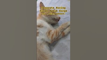 Kenapa Kucing Tidak Masuk Surga? Ini Penjelasannya!!! #shorts #shortvideo #kucing #surga #dakwah