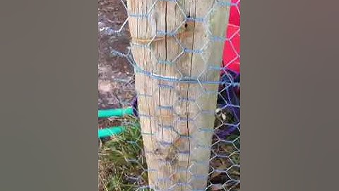 Build, construct a rabbit mesh, netting fence - Bob the Fencer