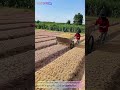 Watch a Clever Farmer Build a High-Speed Grain Spreader from a Simple Cart! 🌾🚜