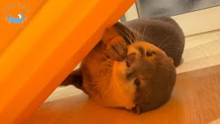 カワウソの足にボールがはさまってオーマイガーッ！？　Otter was confused by a ball caught in her legs!?