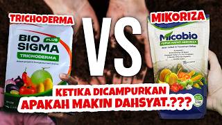 KEDAHSYATAN LUAR BIASA KOMBINASI MIKORIZA VS TRICHODERMA.❗❗❗ Tanaman Subur & Sehat | Musim Kemarau