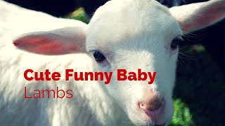 Cute funny Baby Lamb's