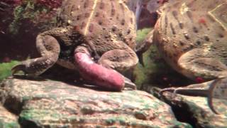 Pixie Frog Pooping