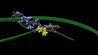Coarse-Grain Model of Complex Cellulosome