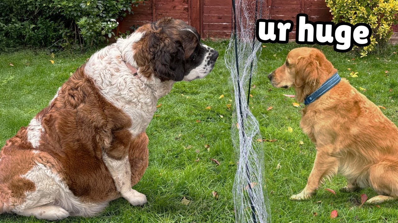 Golden Retriever Meets Pregnant Rescue for the First Time