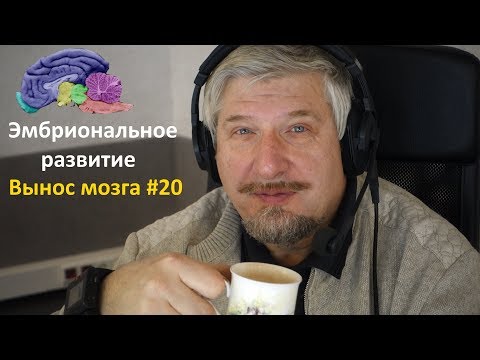 Эмбриональное развитие. Сергей Савельев (Вынос мозга #20)