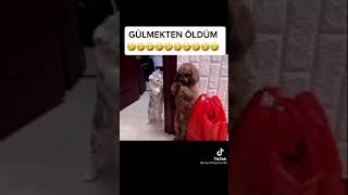 Kediden Dayak Yiyen Köpek