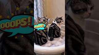 dude dont pop it #viralshort #funnycats