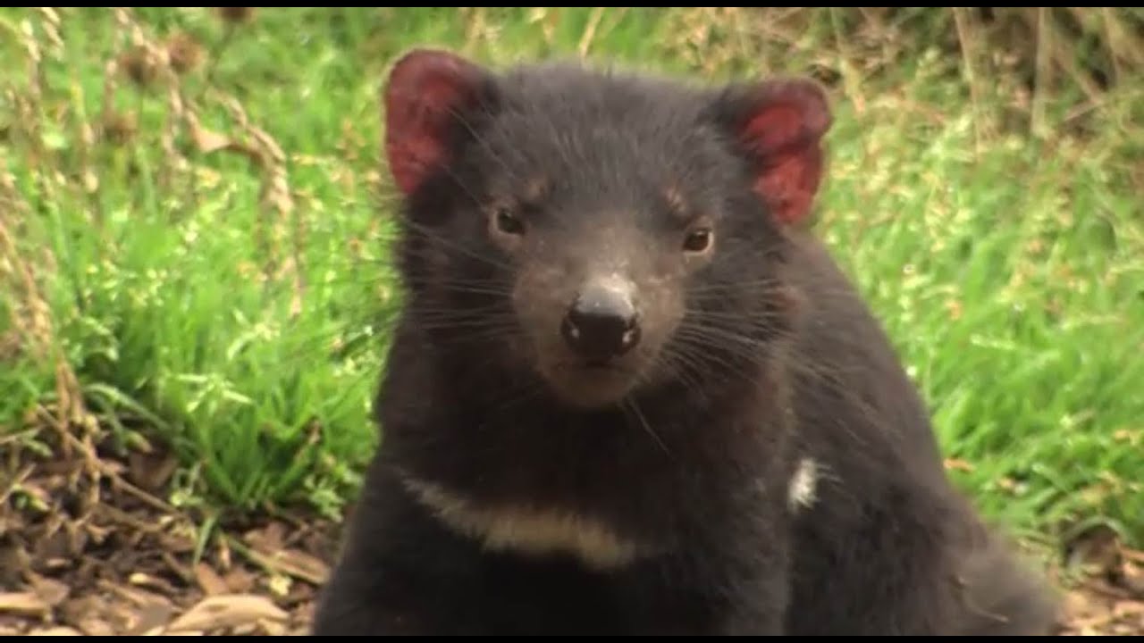 Tasmanian devil cancers targeted by human drugs