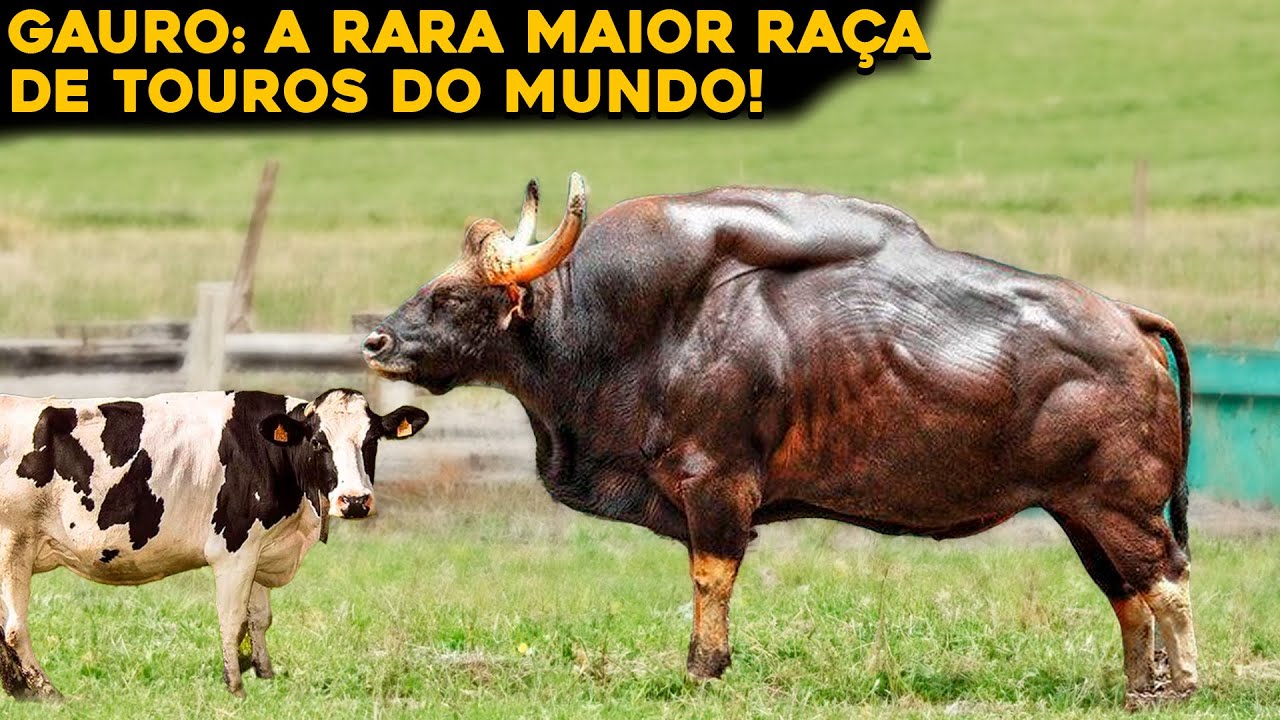 CONHEÇA A INCRÍVEL E RARA MAIOR RAÇA DE TOUROS DO MUNDO