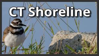 Birds of the Connecticut Shoreline - My Favorite Coastal Wildlife Photos of Egrets, Ospeys, Etc
