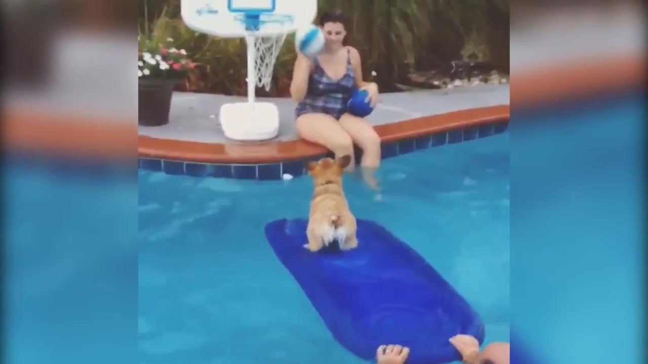 March Madness Animals Playing Basketball