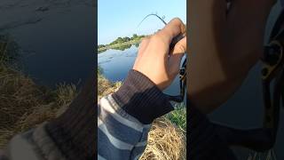 #fishing #mancing #baitcaster #baitcasting #casting #snakehead #ikangabus #oncak #ryobi #radical