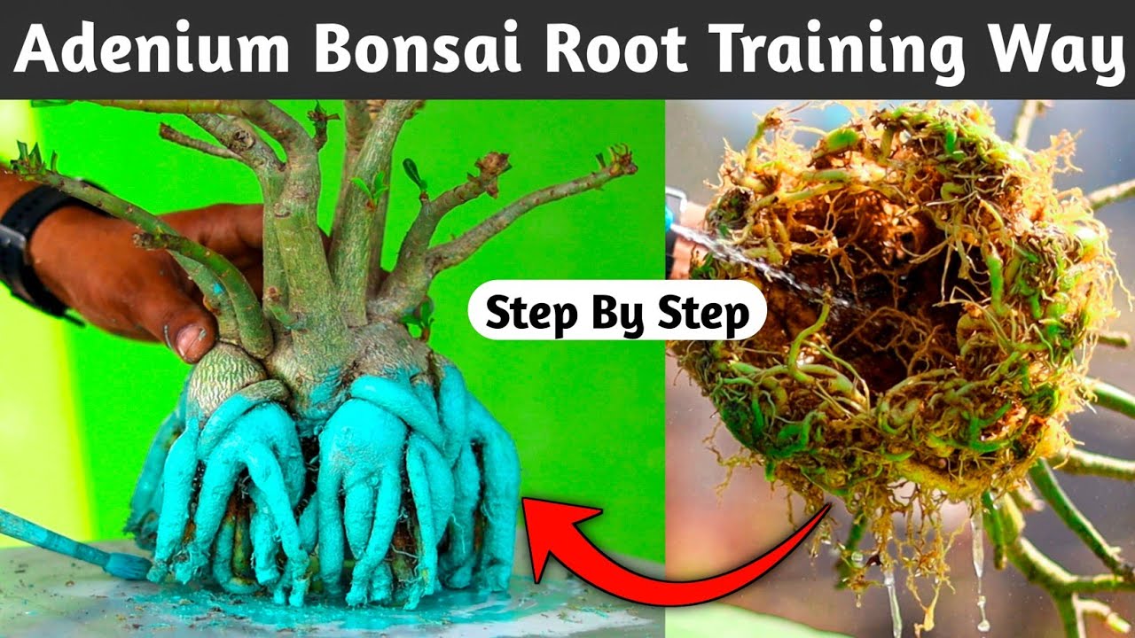 Adenium Bonsai Root Training Step To Step - YouTube