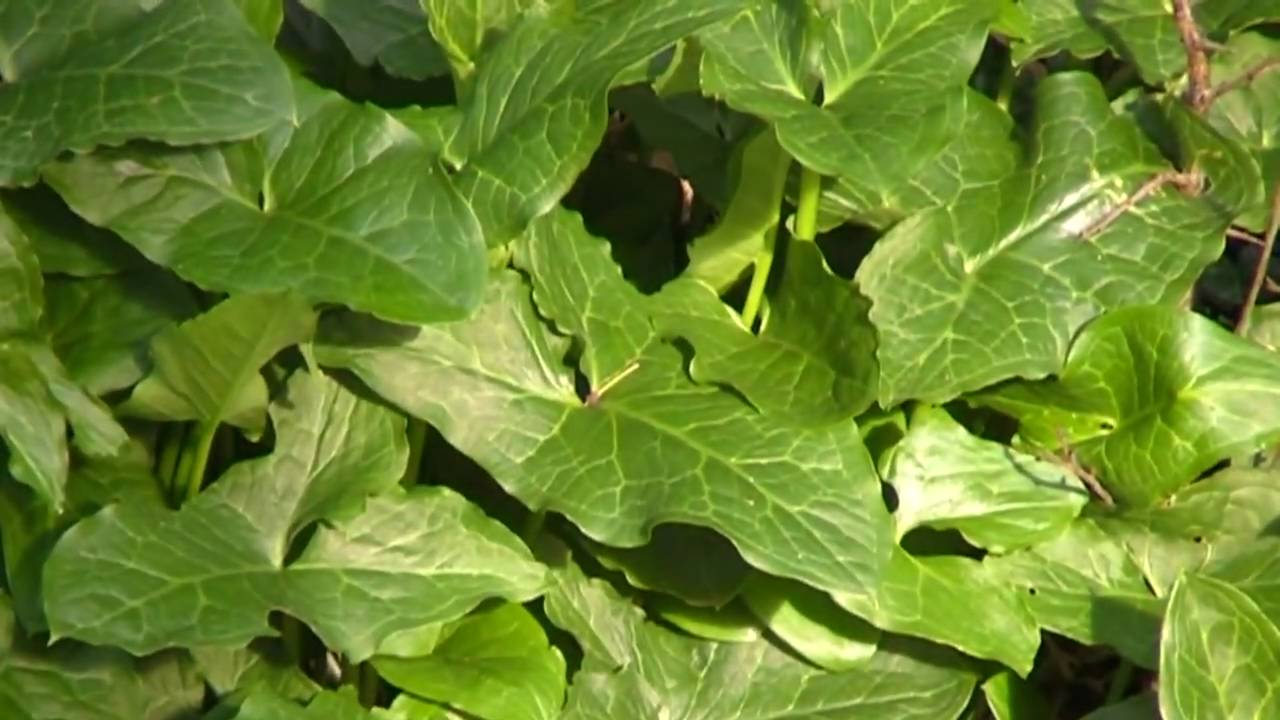 Lords and Ladies - What Not to Eat - Arum maculatum