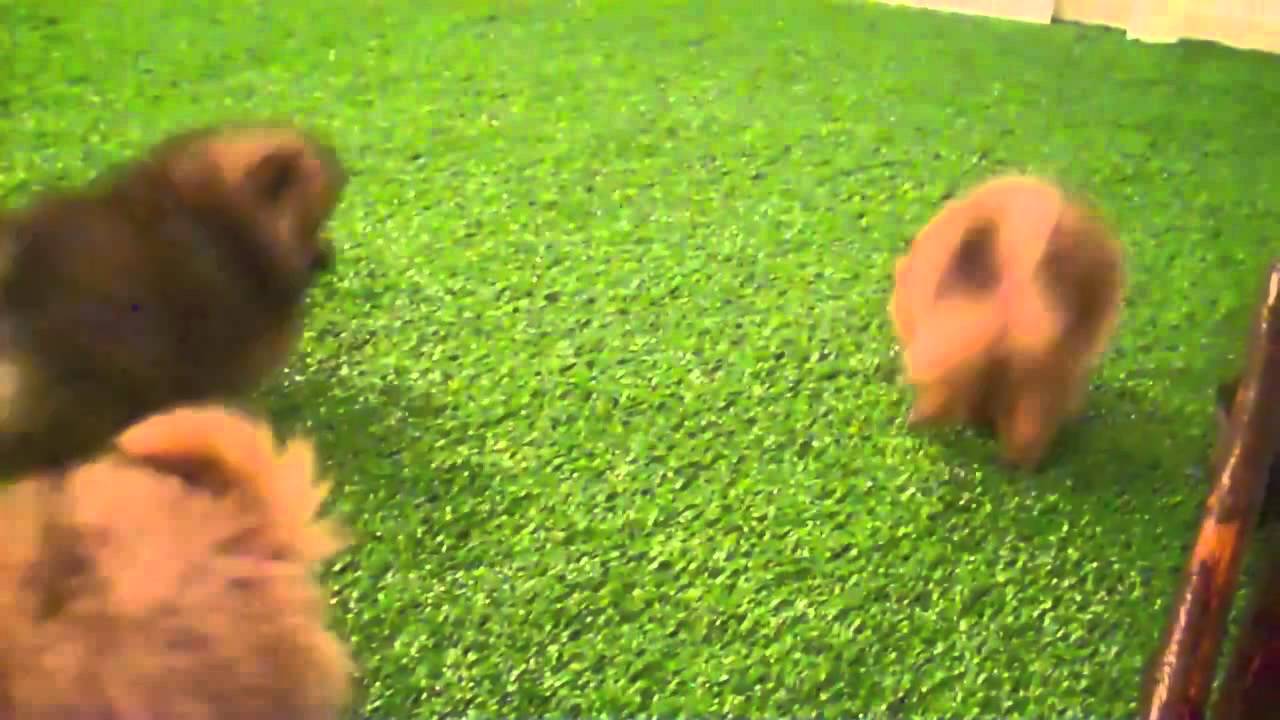 Triple Coat Teacup Pomeranian Puppies, Affordablepup com YouTube