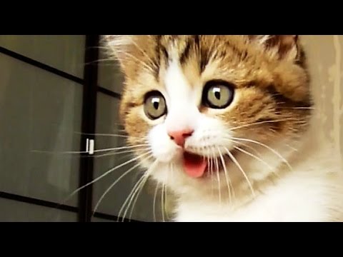 top-funny-cats-and-kittens-playing,-dancing-epic-compilation