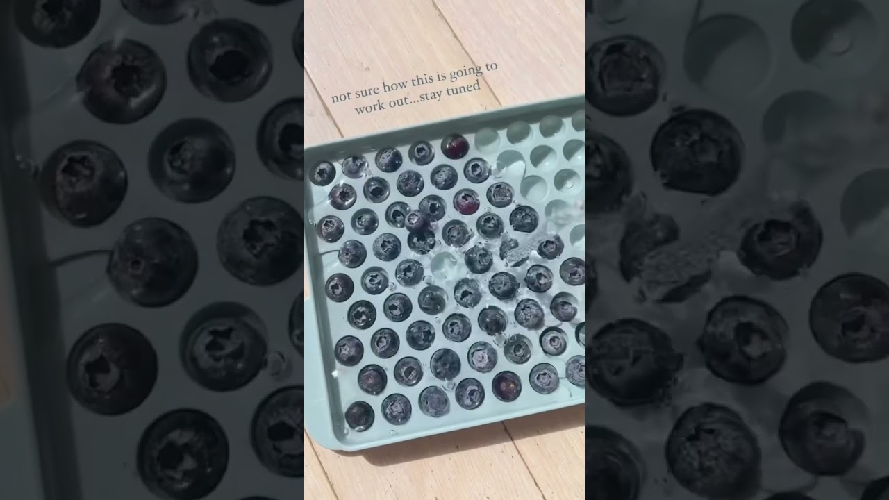 🫐Fancy Blueberry Ice Cubes for Mocktails