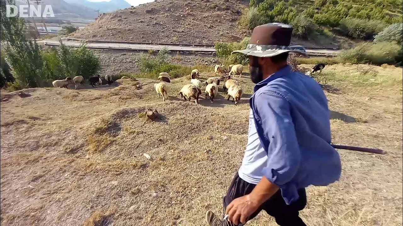 Sheep grazing in the apple garden | nomadic lifestyle | nomadic life in iran