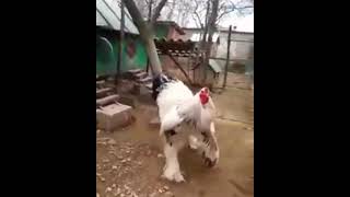LARGE COCK BRAHMAS