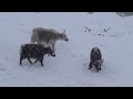 HIMALAYAN YAKS. Nepal. Lower Mustang. Muktinath \ 3710 m \                  10 march 2017.