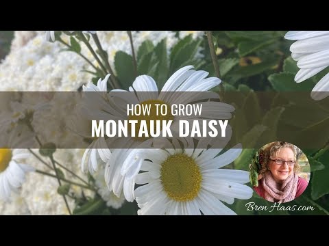 Video: Montauk romashka o'simliklari: Montauk romashka o'sishi bo'yicha maslahatlar