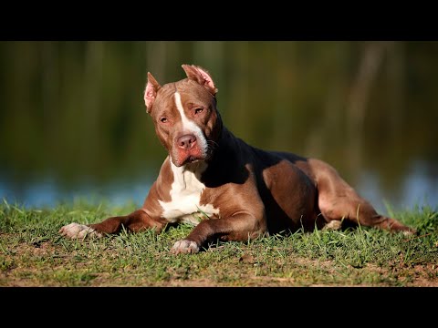 Видео: 5 ФАКТОВ о собаках породы ПИТБУЛЬ